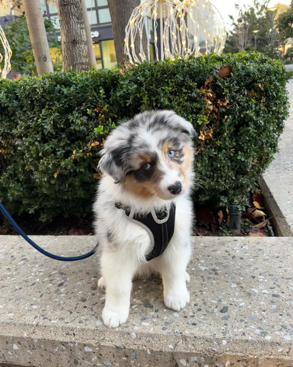 Kate - Australian Shepherd Puppy
